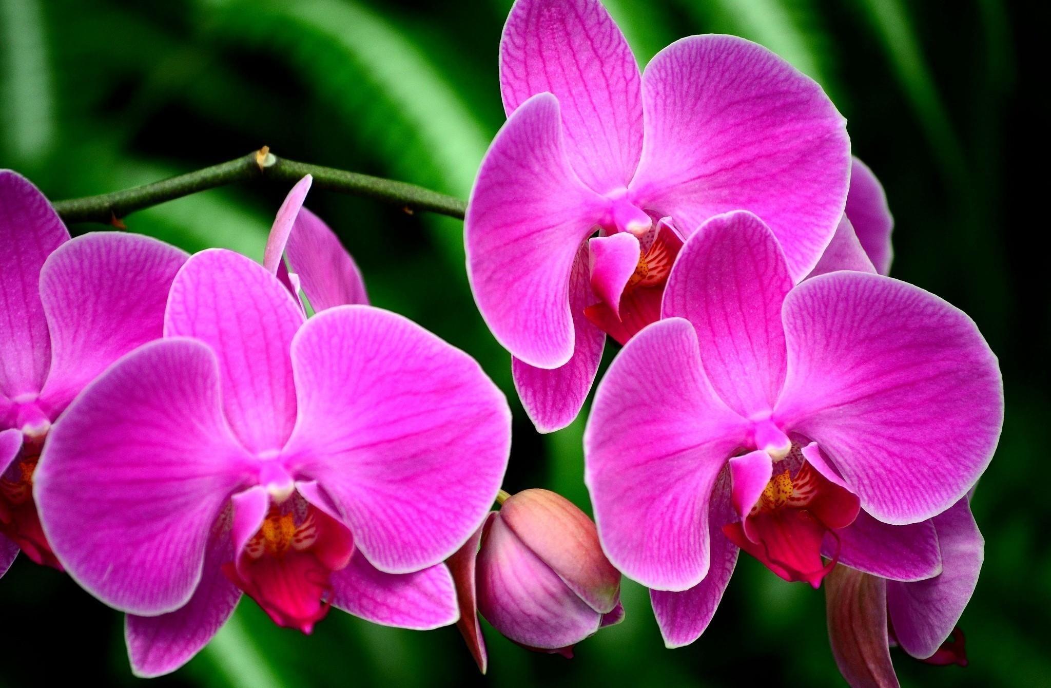 You are currently viewing Exotic Tropical Flowers Names Hawaiian flowers flower names plumeria wallpapers types name frangipani hawaii plants pretty elegant tropical cat center through wallpapersafari tattoo wallpapercave