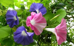 Read more about the article Blue Flower Fabric Morning glory wallpapers