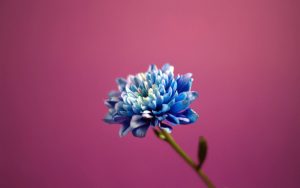 Read more about the article Types of Blue Flowers Blue flower backgrounds