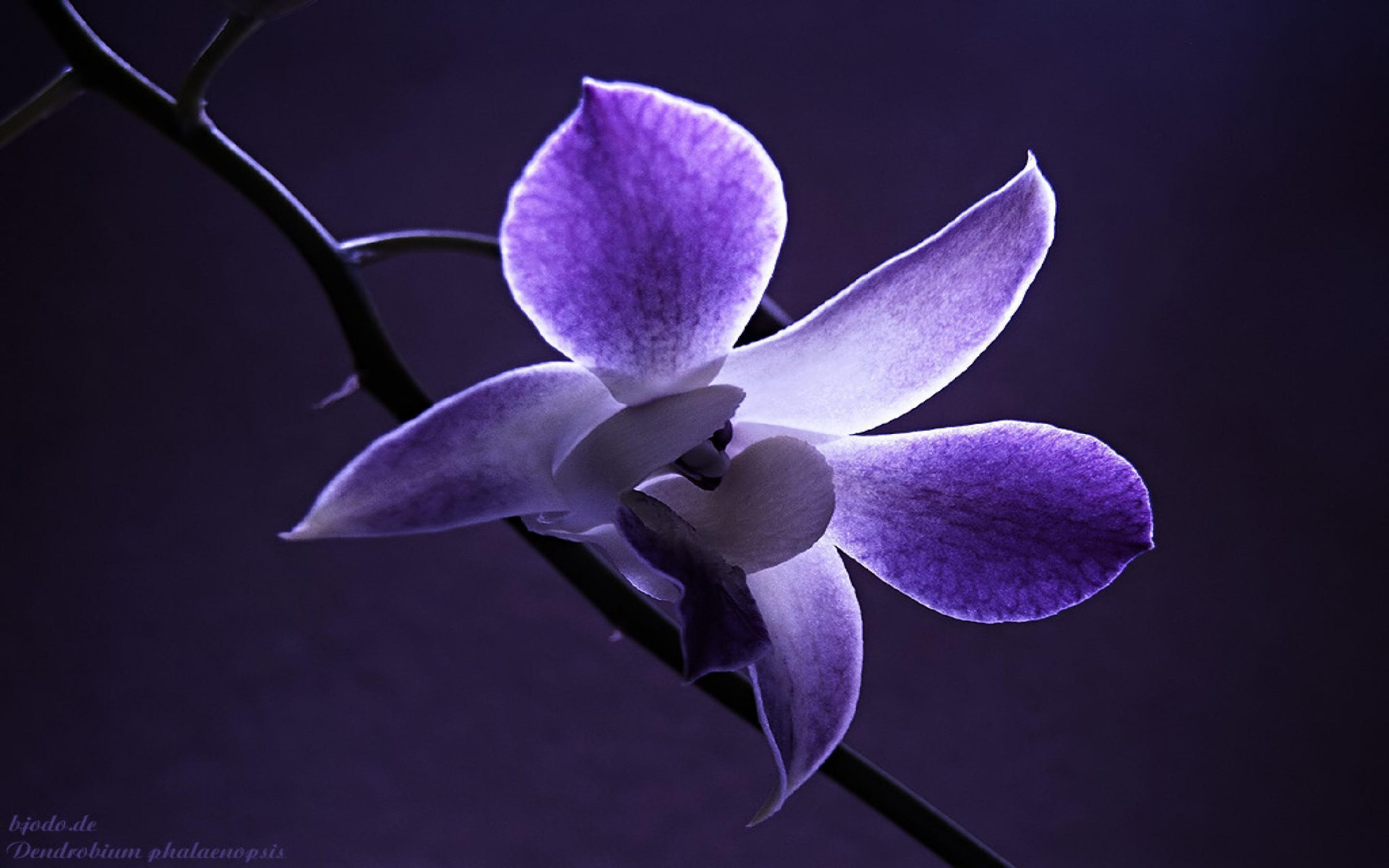 You are currently viewing Beautiful Orchid Flowers Orchid wallpapers desktop flower orchids flowers resolution wallpapersafari pixels baltana wallpapercave purple