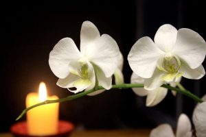 Read more about the article white orchid flower plant Orchid wallpapers orchids