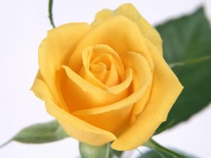 Read more about the article Golden Rose Flower Yellow rose flower wallpapers wallpapercave