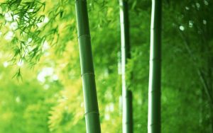 Read more about the article Seamless Flower Texture Bamboo wallpapers