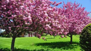 Read more about the article Most Beautiful Flowering Trees Hd spring wallpapers for desktop