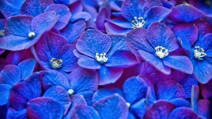 Read more about the article Blue Flowers with Names Blue flowers wallpapers