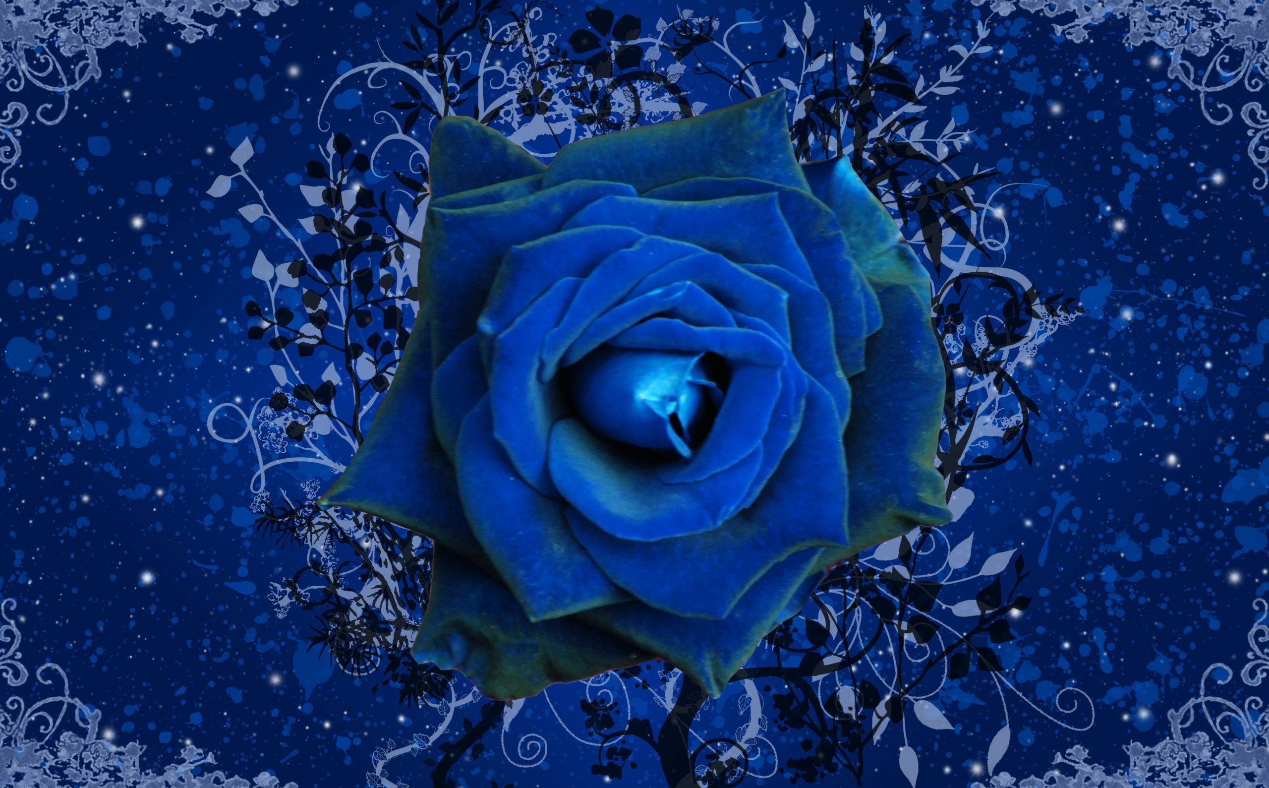 You are currently viewing Blue Rose Flower Garden Rose wallpapers
