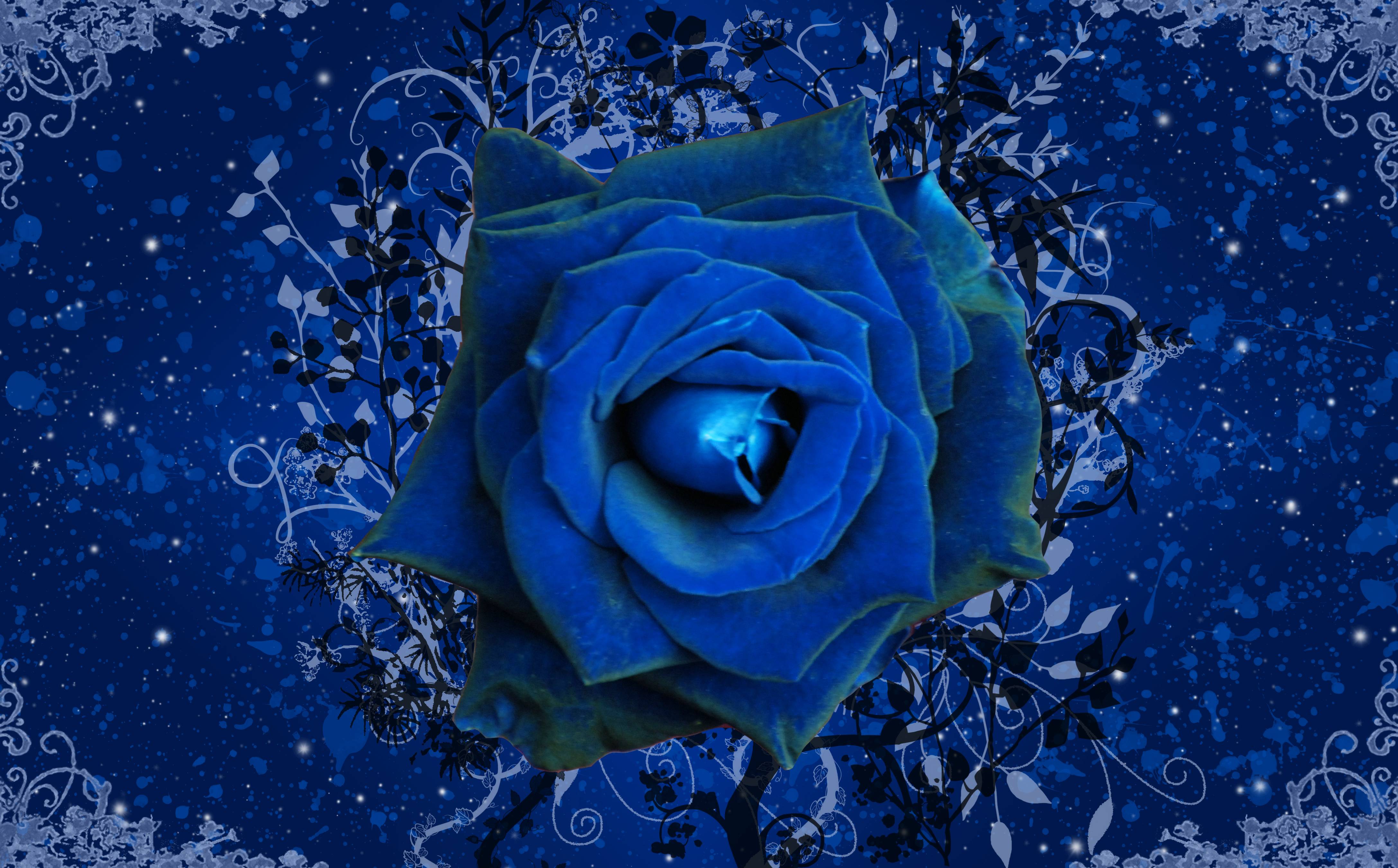 Blue Rose Wallpapers - Wallpaper Cave
