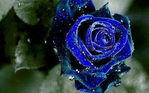 Read more about the article blue royal blue rare beautiful flowers Blue rose wallpapers
