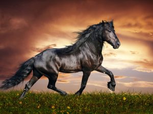 Read more about the article white horse hd images Horse wallpapers latest wallpapers13