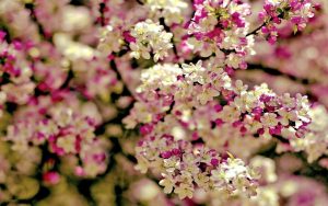 Read more about the article japanese orchid flower Sakura flower flowers wallpapers tree blossom cherry spring