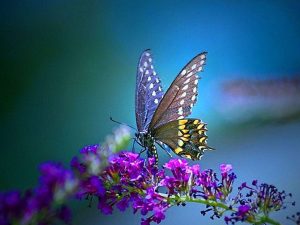 Read more about the article Hydrangea Aesthetic Butterfly desktop backgrounds
