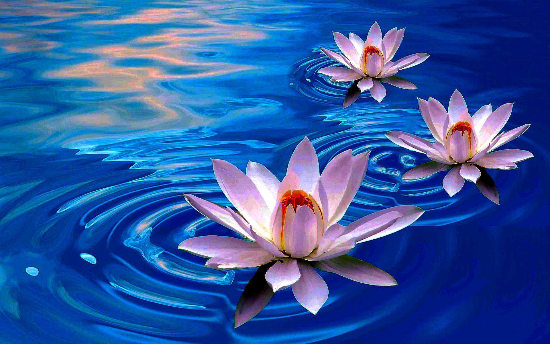 You are currently viewing Beautiful Summer Flowers Wallpaper Lotus flower wallpapers