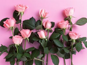 Read more about the article beautiful flower in dark background Rose background backgrounds wallpapers wallpapercave