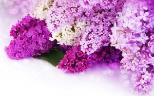 Read more about the article white carnation flower plant Pink purple flower backgrounds background