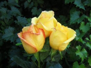 Read more about the article Bouquet of Yellow Roses Rose wallpapers flower