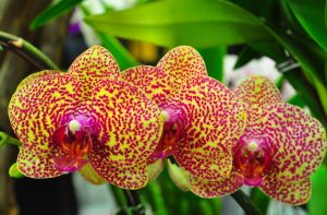 Read more about the article Exotic Orchids Exotic flowers tropical orchids wallpapers flower orchid spotted branch pretty floral wallhere wallpapercave