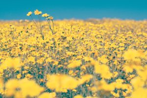 Read more about the article pretty yellow flowers aesthetic Yellow aesthetic wallpapers