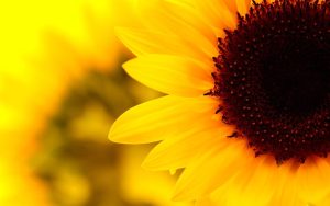 Read more about the article tumblr cute black background aesthetic Sunflower backgrounds background wallpapers cool