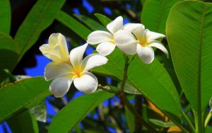 Read more about the article Tropical Flowers Pictures and Names Exotic flowers wallpapers flower