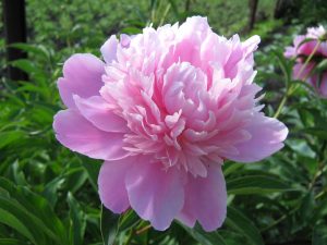 Read more about the article pink garden flowers names Peony flowers flower pink wallpapers bud dew drops branch cherry close cave eskipaper hipwallpaper wallpapercave