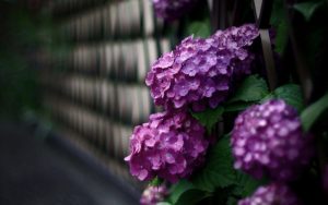 Read more about the article beautiful images of hydrangeas Hydrangea wallpapers