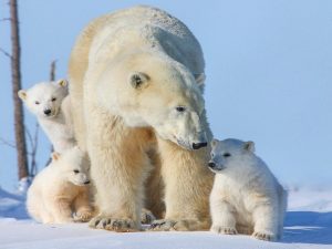 Read more about the article iPhone Black and White Polar bear family three small cubs desktop wallpaper hd : wallpapers13.com