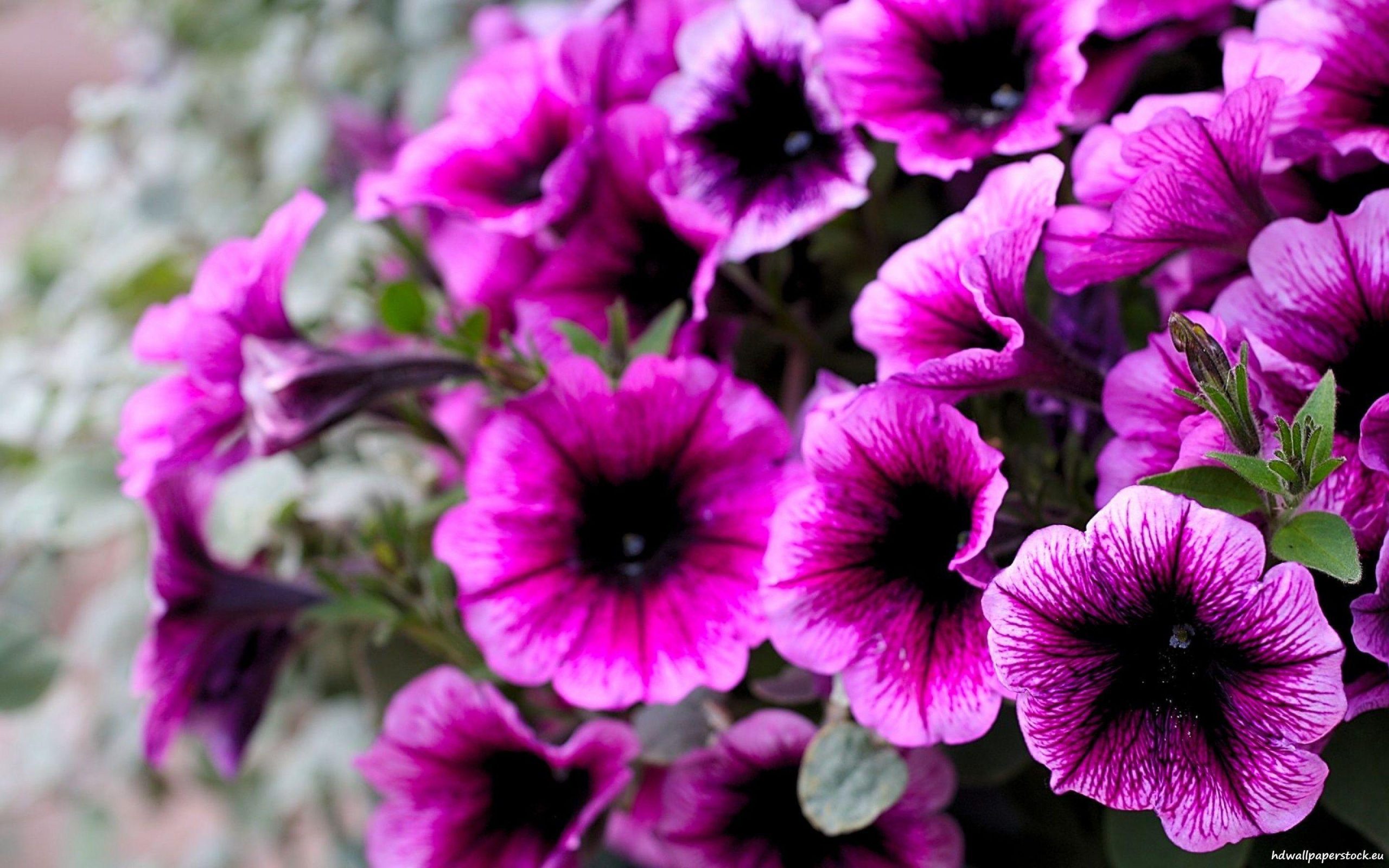 You are currently viewing dark colored flowers names Purple flower wallpapers