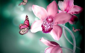 Read more about the article Rare Pink Flowers Butterflies and flowers wallpapers