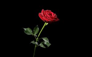 Read more about the article rose wallpaper iphone black beautiful flowers Flowers wallpapers amoled desktop tablet mobile