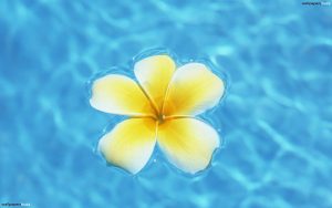 Read more about the article Types of Yellow Flowers Names Hawaiian flowers wallpapers