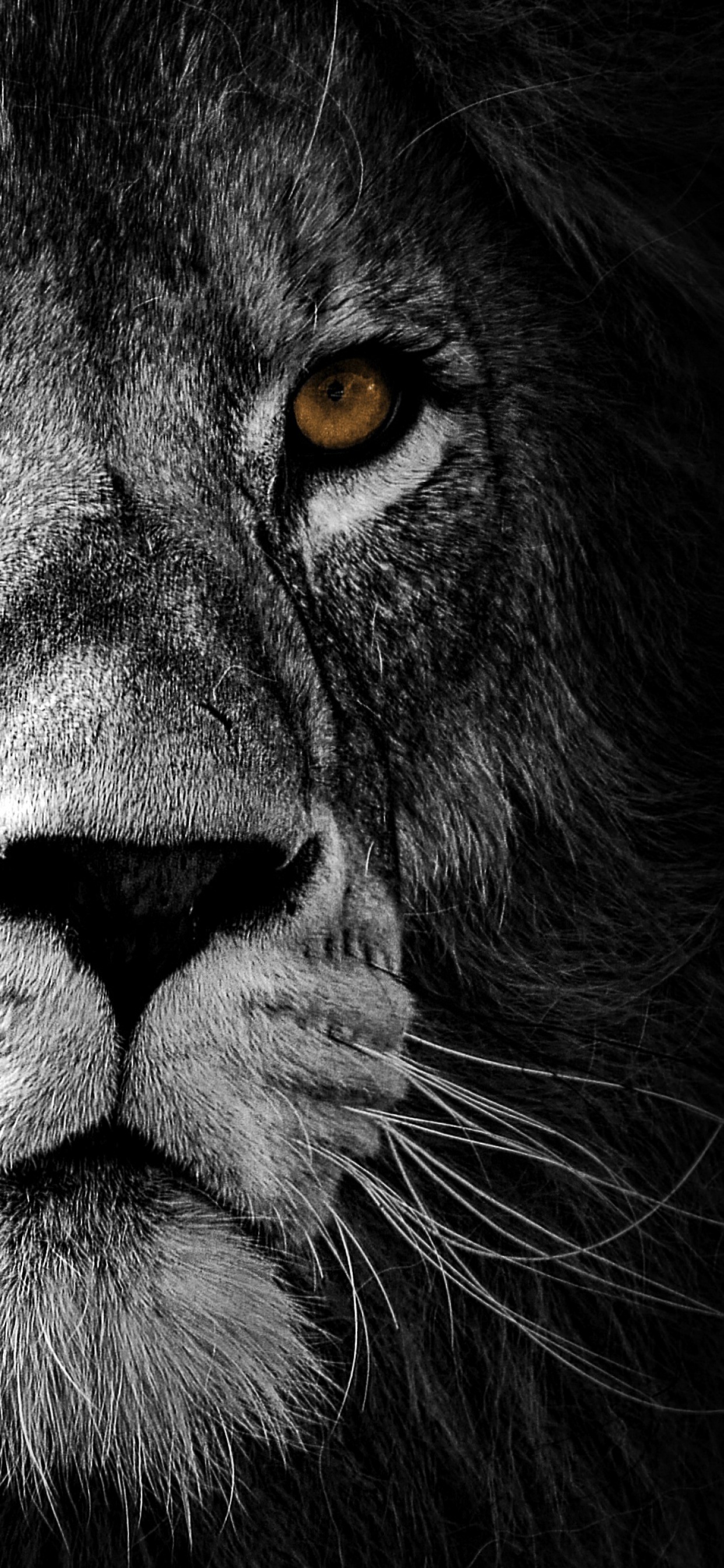 Lion Wallpaper 4K, Wild, African, Predator, Black background, Animals