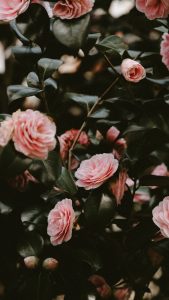 Read more about the article cute aesthetic plant wallpapers for laptop Aesthetic flowers wallpapers