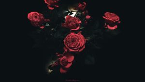 Read more about the article Black Rose Sad Dark wallpapers rose