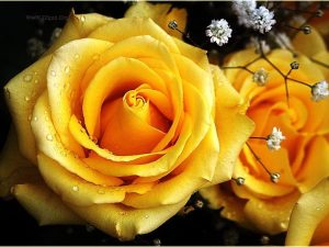 Read more about the article orange and yellow flowers in vase Yellow roses wallpapers