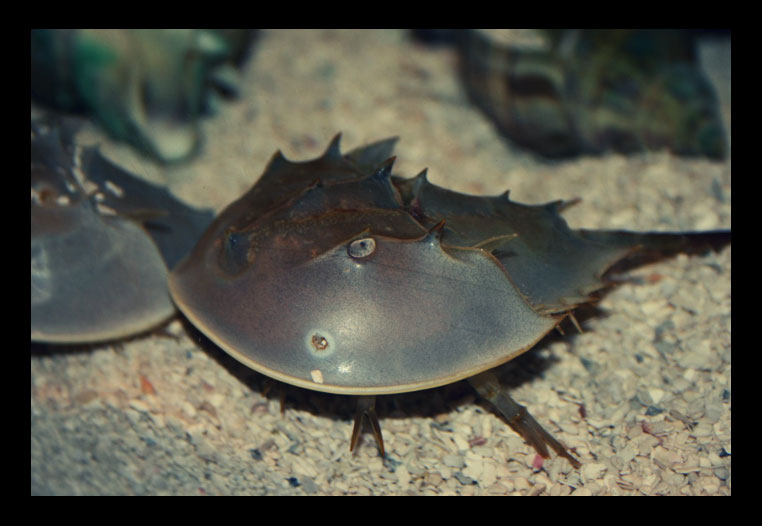 Weird creatures: Horseshoe crab by nightwibe on DeviantArt
