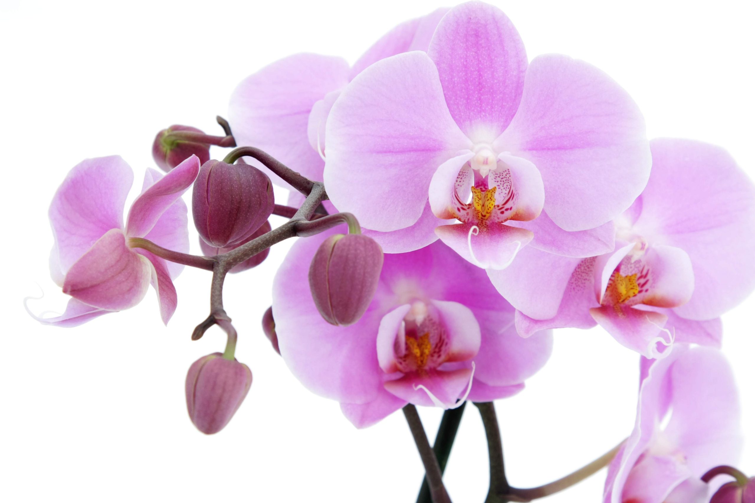You are currently viewing orchid flower plant online Orchid flower wallpapers