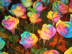 Read more about the article images of rainbow colored roses Rainbow flowers flower wallpapers aesthetic pastel roses backgrounds cool beautyful wallpapercave pretty