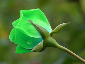 Read more about the article Different Color Roses Flowers Green rose wallpapers