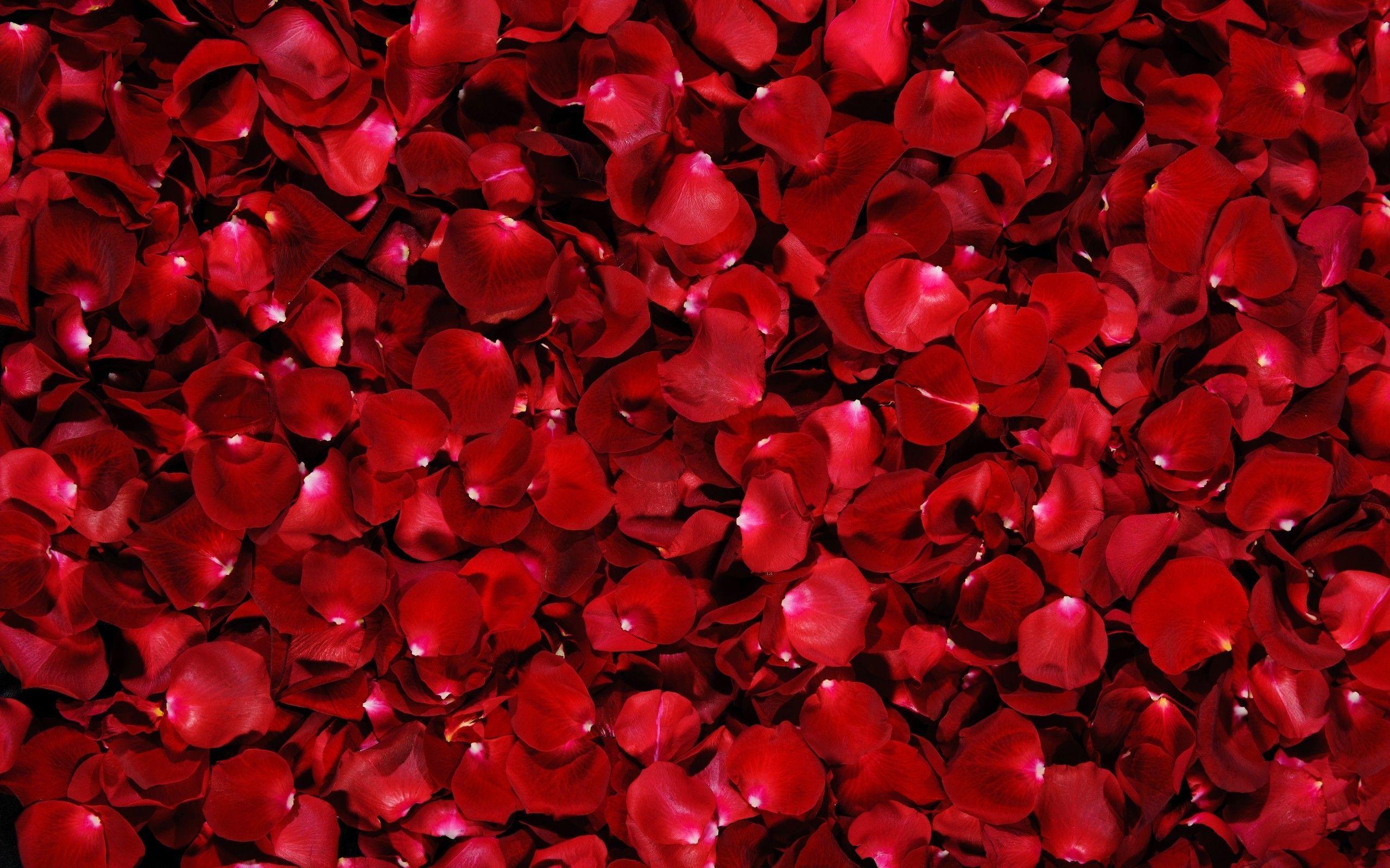 Red Roses Backgrounds - Wallpaper Cave