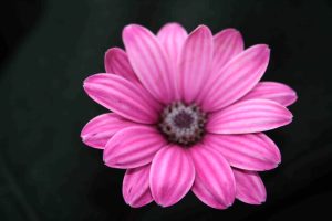 Read more about the article Names of Daisy Flowers Pink flower image backgrounds
