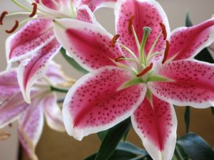 Read more about the article blue flower types with pictures Stargazer lily wallpapers