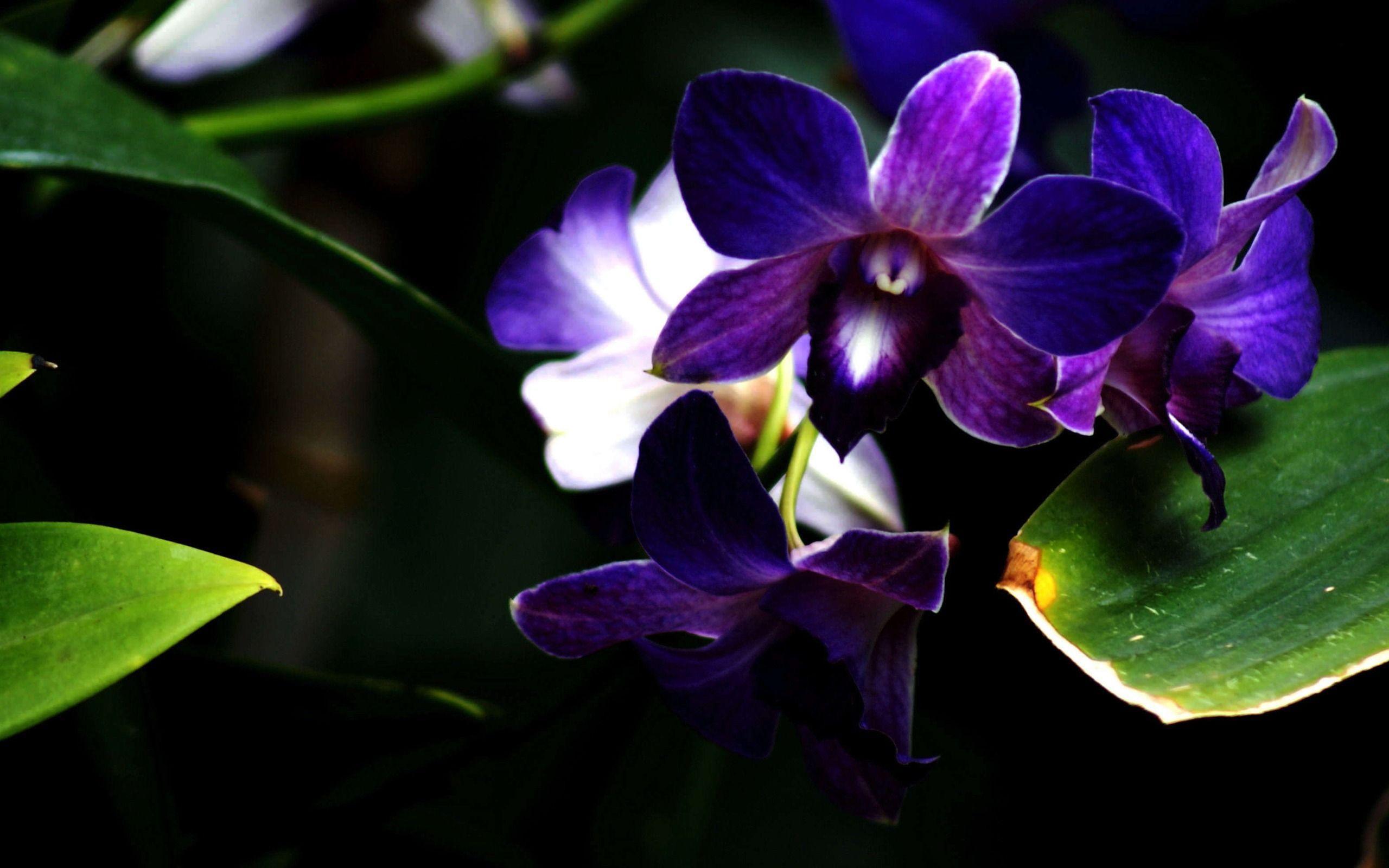 You are currently viewing Black Orchid Flower Purple orchid wallpapers