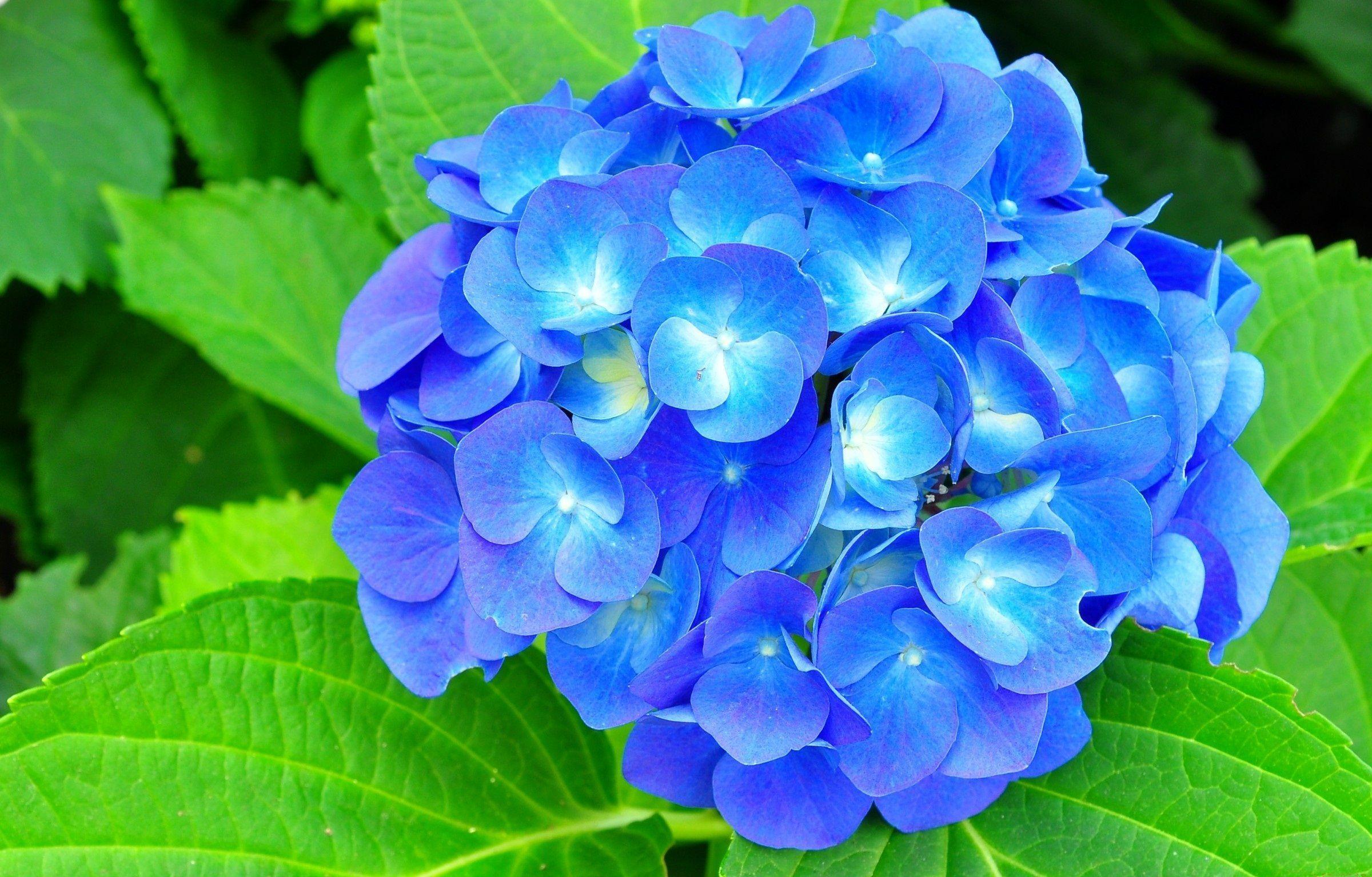 You are currently viewing hydrangea field Hydrangea wallpapers wallpapercave