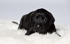 Read more about the article cute black and white dog Dane puppies wallpapers puppy