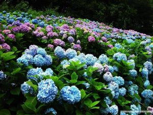 Read more about the article Hydrangea Beds Hydrangea wallpapers