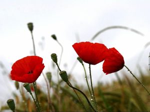 Read more about the article Yellow Poppies Flowers Red poppy wallpapers