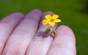 Read more about the article wildflower with small yellow flowers Flower hand resolution wallpapers macro beauty nature desktop imagebank biz