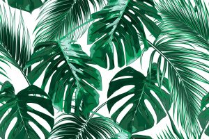 Read more about the article Tropical Leaf Wallpaper Tropical rainforest wallpapers