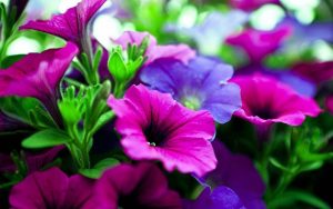 Read more about the article Purple Flowers with Names Flowers exotic wallpapers pretty tropical crazy frankenstein wallpapercave widescreen res