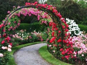 Read more about the article Front Yard Flower Garden Rose garden wallpapers
